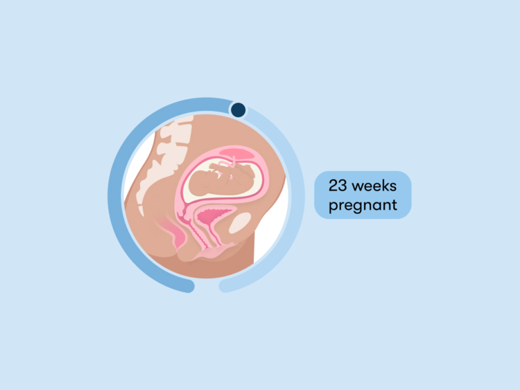 23 weeks pregnant Symptoms tips and baby development